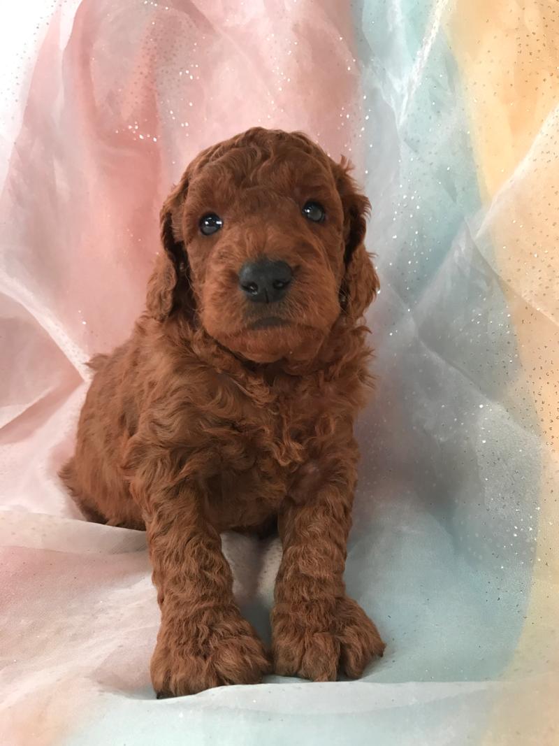 Curly Dark Red Miniature Goldendoodle Puppy for Sale. Shipping By Air Only $250. Less Than Most Mini Goldendoodle Breeders in Minnesota, Illinois, and Wisconsin. 